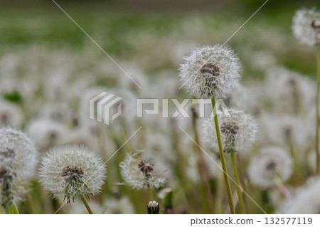Dandelion seeds of Taraxacum officinale among grass in a sunny meadow creating a serene nature landscape Dandelion seeds of Taraxacum officinale among grass in a sunny meadow creating a serene nature landscape 132577119