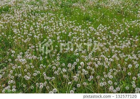 Common dandelion flowers and seeds flourishing amid lush green grass in a vibrant meadow during springtime sunlight Common dandelion flowers and seeds flourishing amid lush green grass in a vibrant meadow during springtime sunlight 132577120