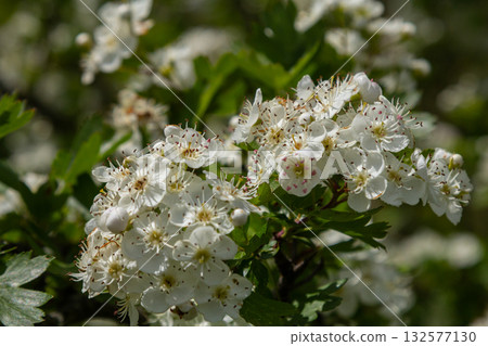 Common hawthorn blooms display clusters of white flowers in springtime sunlight with lush green foliage surrounding them 132577130