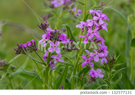 Fragrant lilac-pink flowers of Hesperis matronalis bloom vibrantly in a lush green field during spring attracting pollinators and enhancing the landscape Fragrant lilac-pink flowers of Hesperis matronalis bloom vibrantly in a lush green field during spring attracting pollinators and enhancing the landscape 132577131