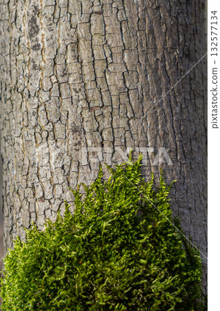 Close-up view of tree bark with vibrant green moss growing at its base in a natural setting during daylight Close-up view of tree bark with vibrant green moss growing at its base in a natural setting during daylight 132577134
