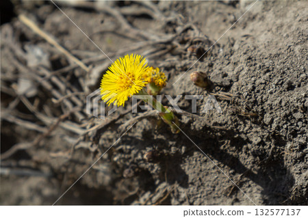 Coltsfoot blooms brightly on muddy terrain in spring showcasing vibrant yellow flowers emerging from dry soil Coltsfoot blooms brightly on muddy terrain in spring showcasing vibrant yellow flowers emerging from dry soil 132577137