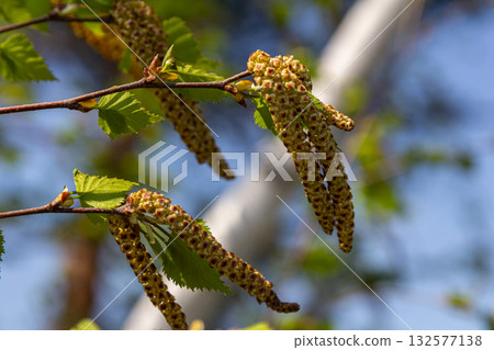 Drooping catkins of Betula pendula sway gently in the breeze during a sunny day in spring showcasing the delicate beauty of Silver Birch 132577138