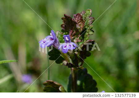 Ground-ivy Glechoma hederacea thriving among lush green grass in a sunny location during springtime Ground-ivy Glechoma hederacea thriving among lush green grass in a sunny location during springtime 132577139
