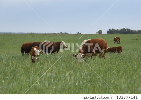 Group of cows looking at the camera, Buenos Aires 132577141