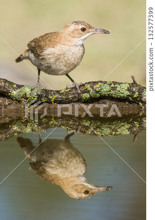 Rufous collared Sparrow, Zonotrichia capensis, 132577399
