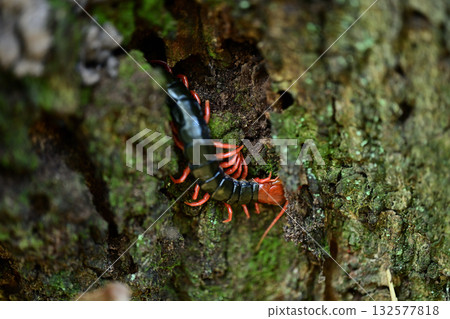 A red-headed hawk moth hiding in a tree trunk 132577818