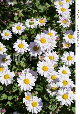 菊科野生菊花 132577887