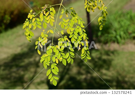 辣木（辣木科）落葉喬木 132578241