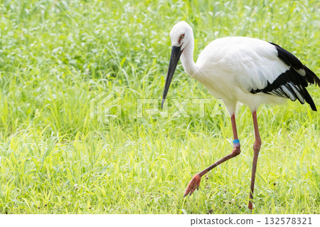 Stork walking through green grass 132578321