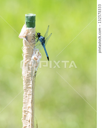 Blue dragonfly Blue dragonfly 132578333