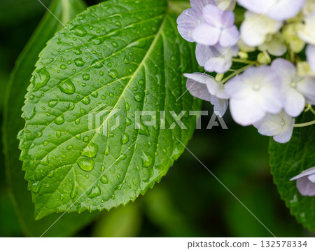繡球花葉子上的水滴 132578334