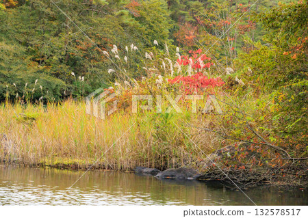 五色沼湖與沼澤：秋葉美景盡收眼底 132578517