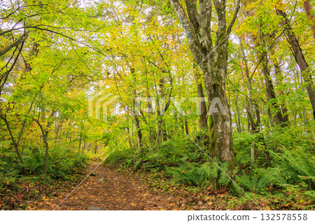 Goshikinuma Lakes and Marshes: Autumn Foliage at its Best Goshikinuma Lakes and Marshes: Autumn Foliage at its Best 132578558