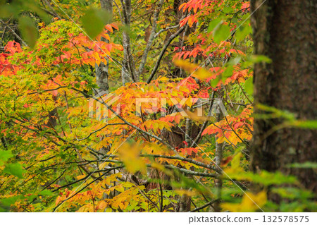 Goshikinuma Lakes and Marshes: Autumn Foliage at its Best 132578575