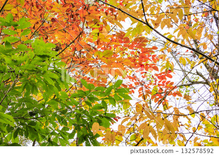 五色沼湖與沼澤：秋葉美景盡收眼底 132578592