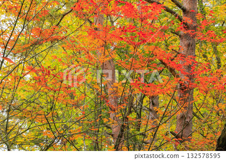 五色沼湖與沼澤：秋葉美景盡收眼底 132578595