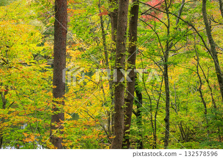 Goshikinuma Lakes and Marshes: Autumn Foliage at its Best 132578596