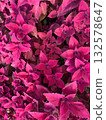Vibrant clusters of pink foliage 132578647