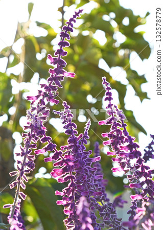 Salvia Leukansa 132578779