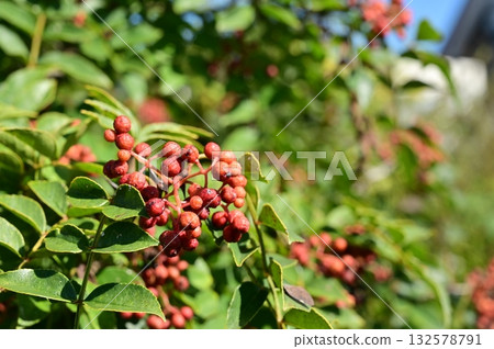 Chinese pepper (Rutaceae) - a spice made from Chinese pepper Chinese pepper (Rutaceae) - a spice made from Chinese pepper 132578791