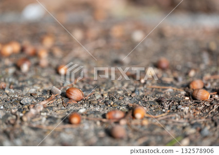 掉在地上的橡子 132578906