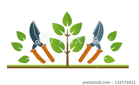 Bush trimming with sharp blades maintaining garden beauty encouraging new branches and healthy leaves 132578921