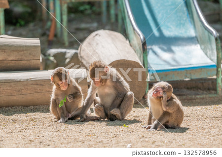 Three Japanese monkeys playing in the sandbox 132578956