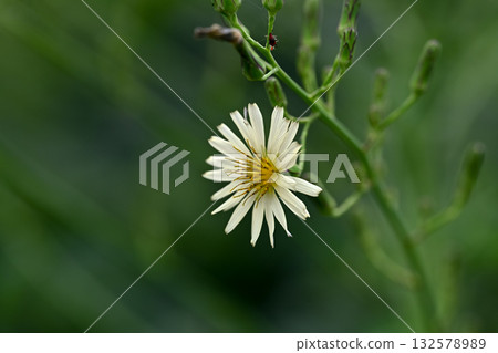 Akinonogi Akinonogi 132578989
