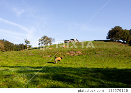 Cows grazing on a green hillside with a rustic house under a blue sky 132579126