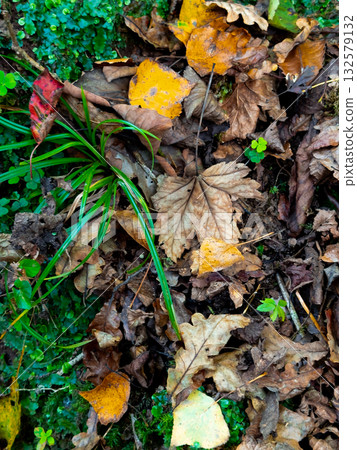 Colorful autumn leaves on forest floor with green plants Colorful autumn leaves on forest floor with green plants 132579132