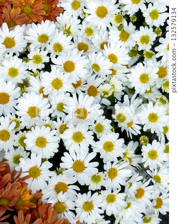 Vibrant white and orange daisies in bloom 132579134