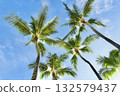 Palm trees that shine in the blue sky of Hawaii 132579437
