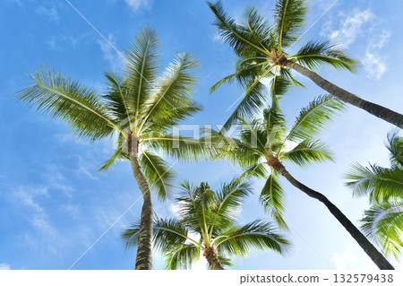 Palm trees that shine in the blue sky of Hawaii Palm trees that shine in the blue sky of Hawaii 132579438