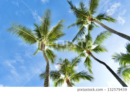 Palm trees that shine in the blue sky of Hawaii Palm trees that shine in the blue sky of Hawaii 132579439