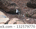 The Banded Lapwing Bird is animal in australia 132579770