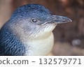 Close up head the Fairy penguin or blue penguin is so cute and local animal in phillip island,Australia 132579771