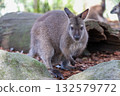 The Tammar Wallaby is small animal and cute in Australia 132579772