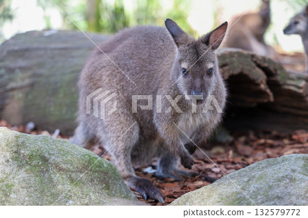 The Tammar Wallaby is small animal and cute in Australia 132579772