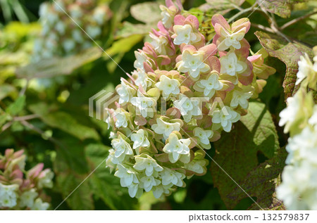 Kashiwaba繡球花 Kashiwaba繡球花 132579837