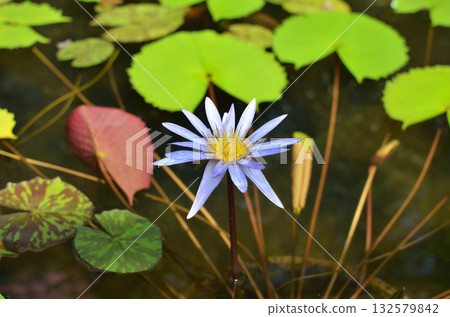紫色睡蓮 132579842