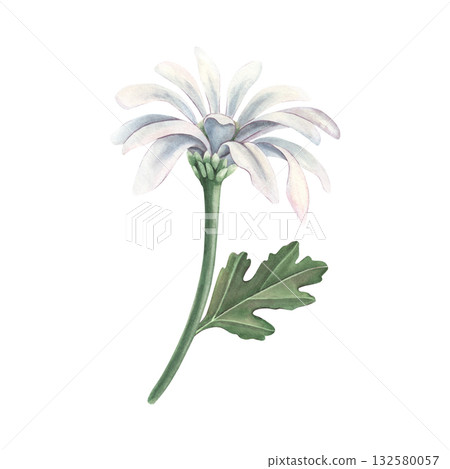 White chrysanthemum with stem, daisy-like flower. Hand-painted watercolor botanical illustration isolated on white. Ideal for floral design, wedding invitations, packaging, cards, botanical projects 132580057