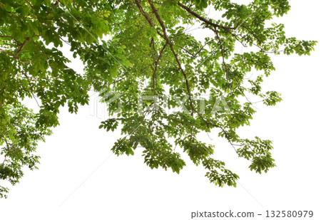 Branches with green leaves for decoration, foreground nature concept isolated on white background. Branches with green leaves for decoration, foreground nature concept isolated on white background. 132580979