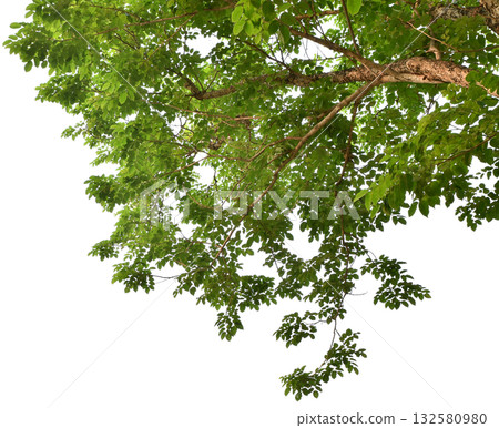 Branches with green leaves for decoration, foreground nature concept isolated on white background. Branches with green leaves for decoration, foreground nature concept isolated on white background. 132580980
