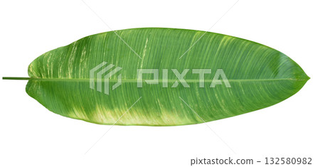Heliconia green leaf with yellow spots isolated on white background. Heliconia green leaf with yellow spots isolated on white background. 132580982