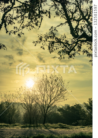 Autumn morning scenery with old oak tree Autumn morning scenery with old oak tree 132581597