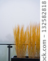 Autumn yellow ornamental grass in black planter on foggy balcony with glass railing and copy space 132582818