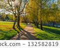 Sunlit park path lined with birch trees in spring 132582819