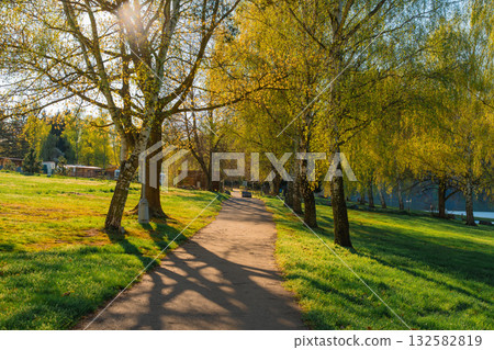 Sunlit park path lined with birch trees in spring 132582819