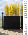 Autumn ornamental grass in modern black planter on terrace 132582820